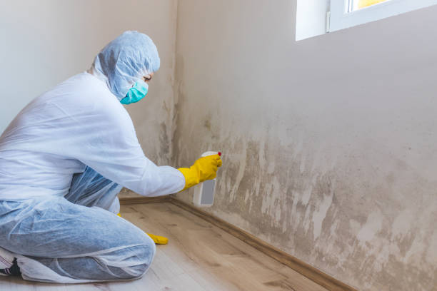 Licensed Black Mold Removal service in Union City, GA - WQB Mold Removal
