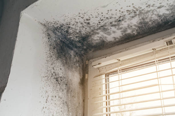 Affordable Black Mold Removal solutions in Union City, GA