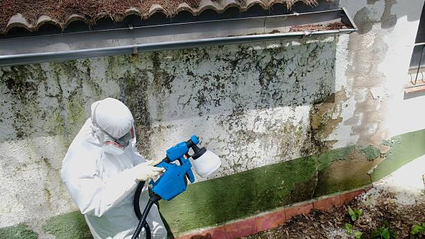 Top rated local Black Mold Removal specialists in Union City, GA